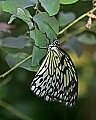 Butterflies 025 buttefly.jpg