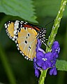 Butterflies 1002 buttefly.jpg