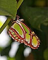 Butterflies 1035 butterfly.jpg