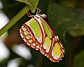 Butterflies 1041 butterfly.jpg