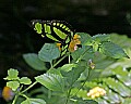 Butterflies 1055 butterfly.jpg