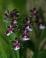 Butterflies 159 orchid.jpg