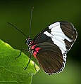 Butterflies 170 butterfly.jpg