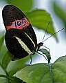 Butterflies 171 butterfly 105.jpg