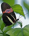 Butterflies 172 butterfly 105.jpg