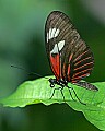 Butterflies 301 brown longwing maybe.jpg