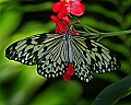 Butterflies 332 butterfly.jpg