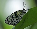 Butterflies 466 butterfly.jpg