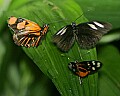 Butterflies 475 butterflies.jpg