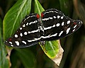 Butterflies 650 butterfly.jpg