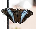 Butterflies 760 butterfly on glas.jpg