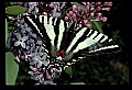 10250-00401 Zebra Swallowtail.jpg