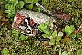 _MG_1037 moth rests inside a hollow crawfish shell.jpg