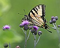 _MG_2381 swallowtail on thistle.jpg