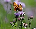 _MG_2511 butterfly.jpg