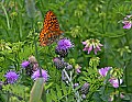 _MG_2541 butterfly on thistle.jpg