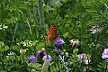 _MG_2541 butterfly.jpg