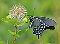 _MG_3775 swallowtail on buttonbush.jpg