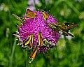 _MG_6656 skipper on thistle.jpg