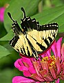 _MG_8175 swallowtail.jpg