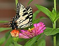 _MG_8195 swallowtail.jpg