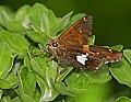 _MG_8199 skipper.jpg