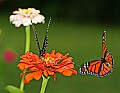 _MG_8271 swallowtail and maonarch.jpg