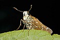 _MG_9536 skipper.jpg