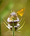 DSC_2441 yellow sulphur and teasel.jpg