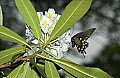 DSC_2572 rhododendron and swallowtail.jpg