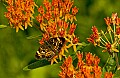 DSC_2660 butterfloy weed and moth.jpg