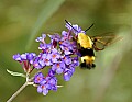 DSC_4554 hummingbird moth.jpg