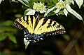 DSC_9099 swallowtail.jpg