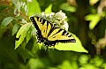 DSC_9143 swallowtail.jpg