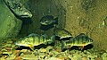 _MG_1271 perch, bass and sunfish.jpg