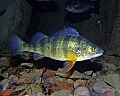 _MG_1272 yellow perch.jpg