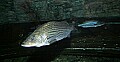 _MG_1280 striped bass.jpg