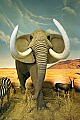 _MG_1290 elephant.jpg