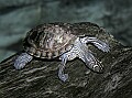 _MG_1985 turtle.jpg