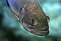 _MG_1992 black bass.jpg