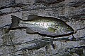 _MG_2010 black bass.jpg