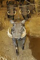 _MG_2028 warthogs.jpg