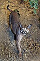 _MG_2032 caracal.jpg