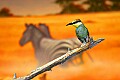 _MG_2040 carmine bee-eater.jpg