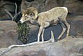 _MG_2048 desert sheep.jpg