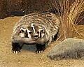 _MG_2053 badger.jpg