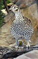 _MG_2056 ruffed grouse.jpg