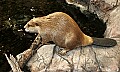 _MG_2059 beaver.jpg