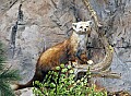 _MG_2068 pine marten.jpg