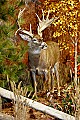 Cabelas 4-24-07 007 whitetail buck.jpg